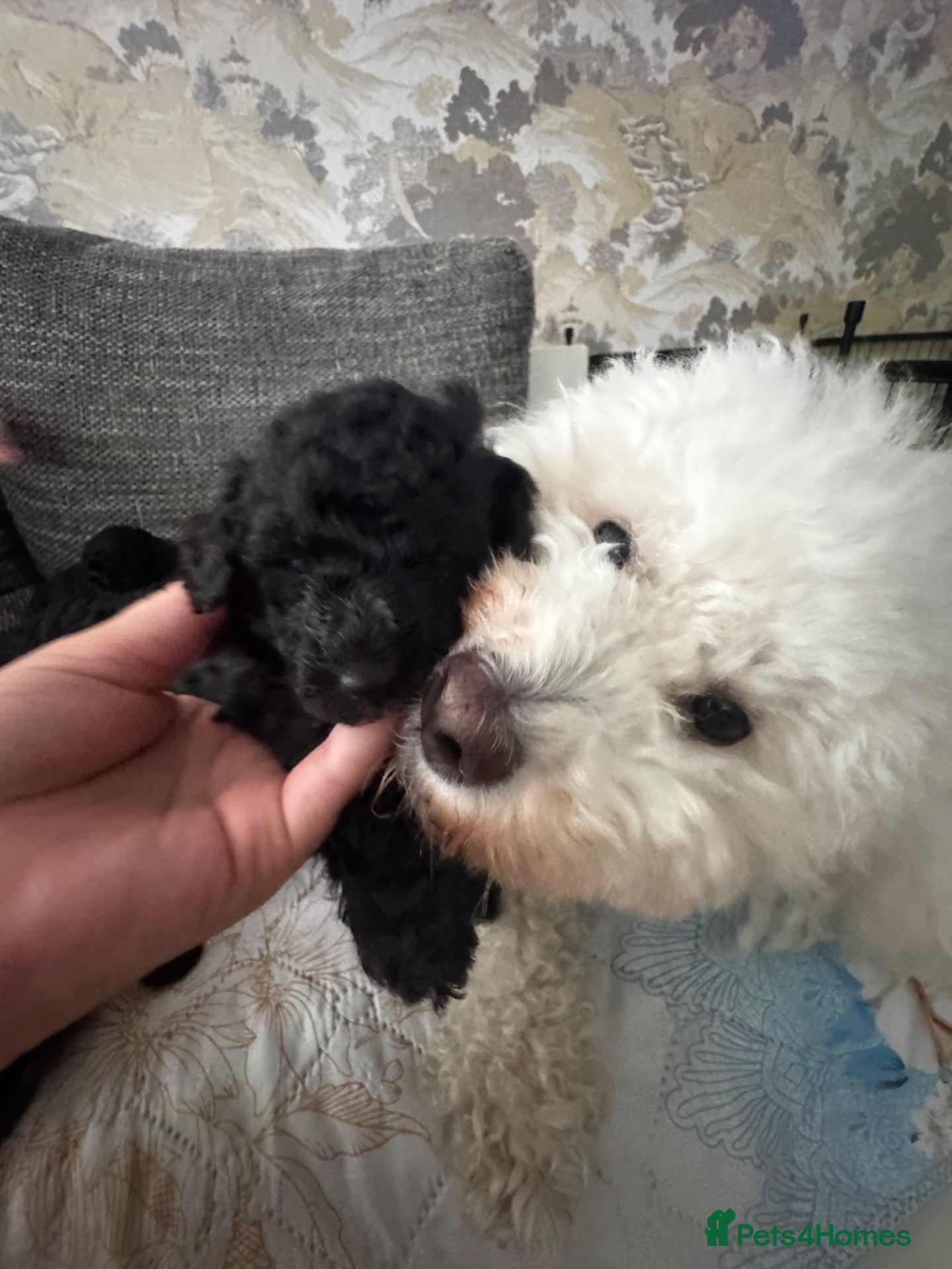 Miniature Poodle dogs for sale: Silver Miniature Poodle Puppies  - Advert 2