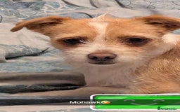 Mixed Breed dogs for sale: Last 3 mixed breed puppies available  - Image 3