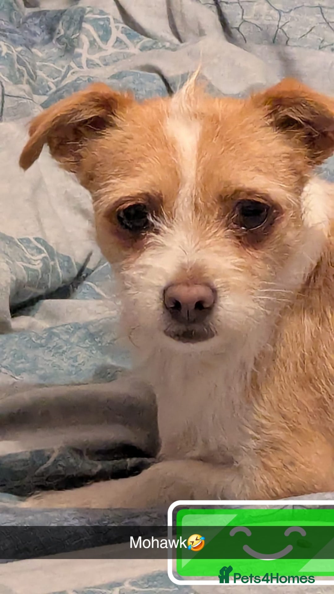 Mixed Breed dogs for sale: Last 3 mixed breed puppies available  - Image 3