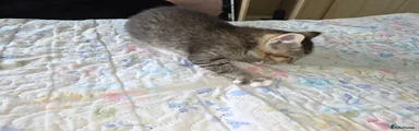 Mixed Breed Kitten 2