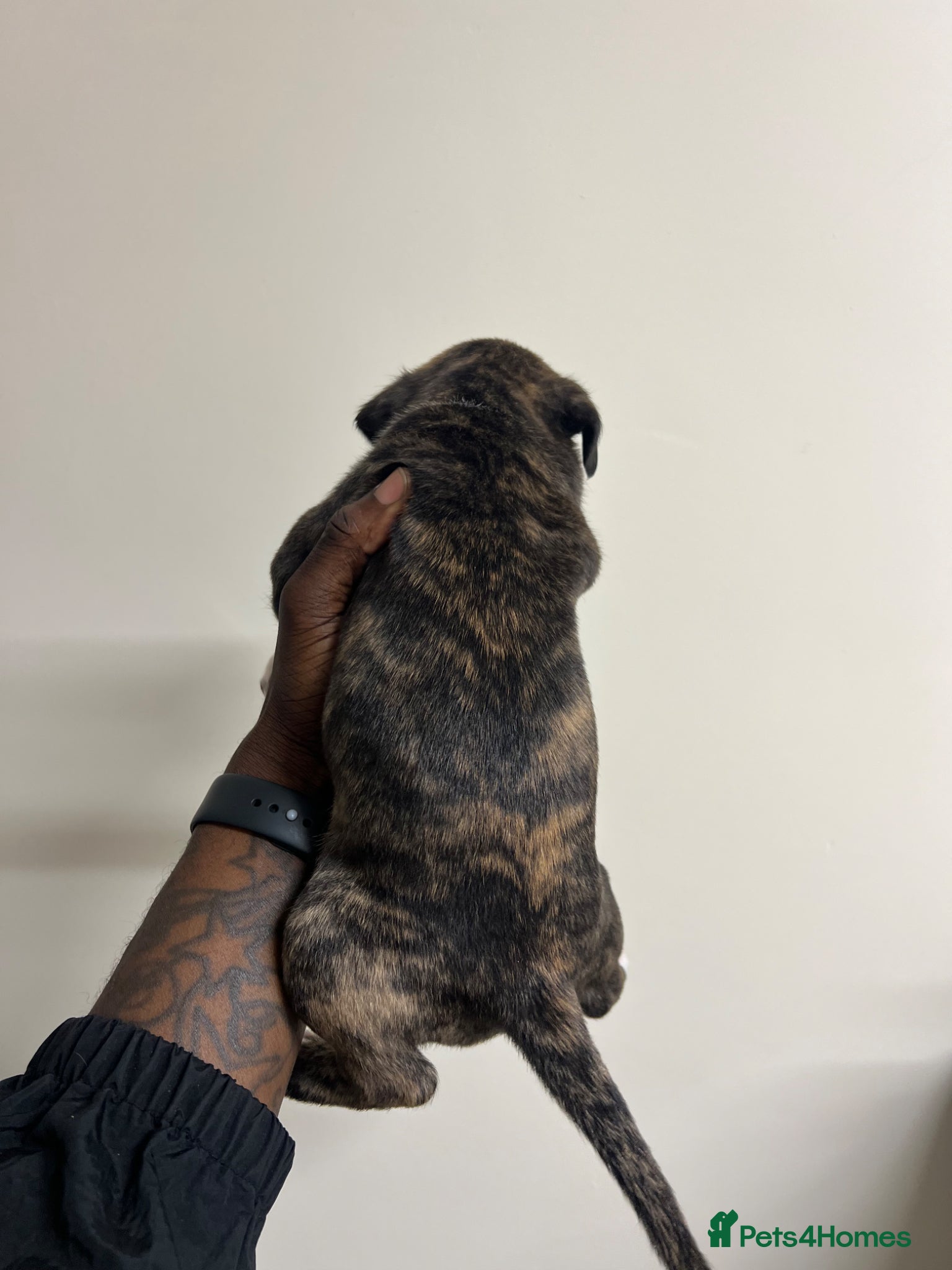 Staffordshire Bull Terrier dogs for sale: Beautiful Staffordshire Bull Terrier Mix Puppies in Manchester - Advert 16