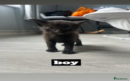 Mixed Breed cats for sale: 3 black kittens - Image 2