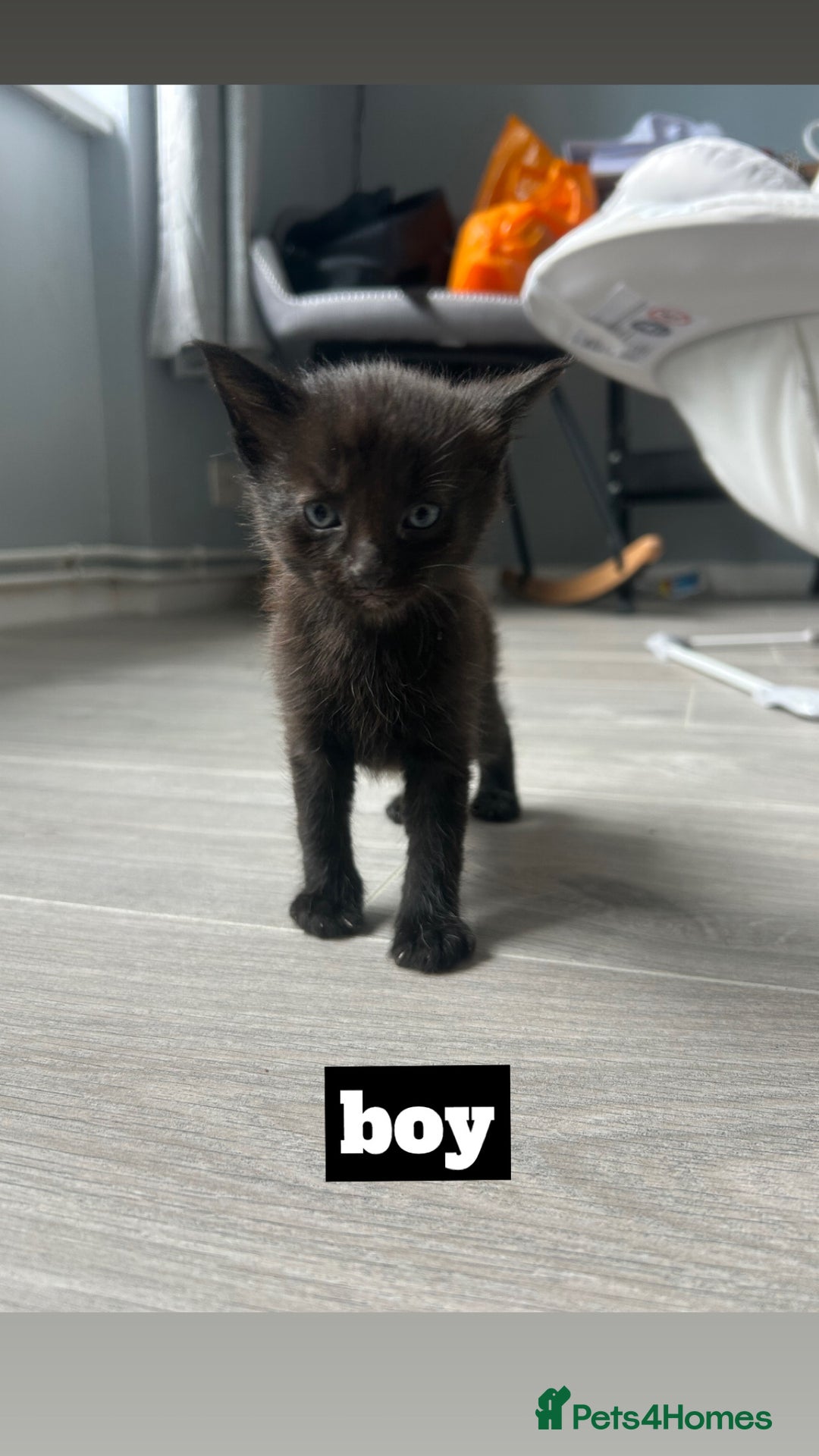 Mixed Breed cats for sale: 3 black kittens - Image 2
