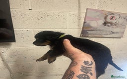 Rottweiler dogs for sale: Rotty/rottweiler puppies - Image 22