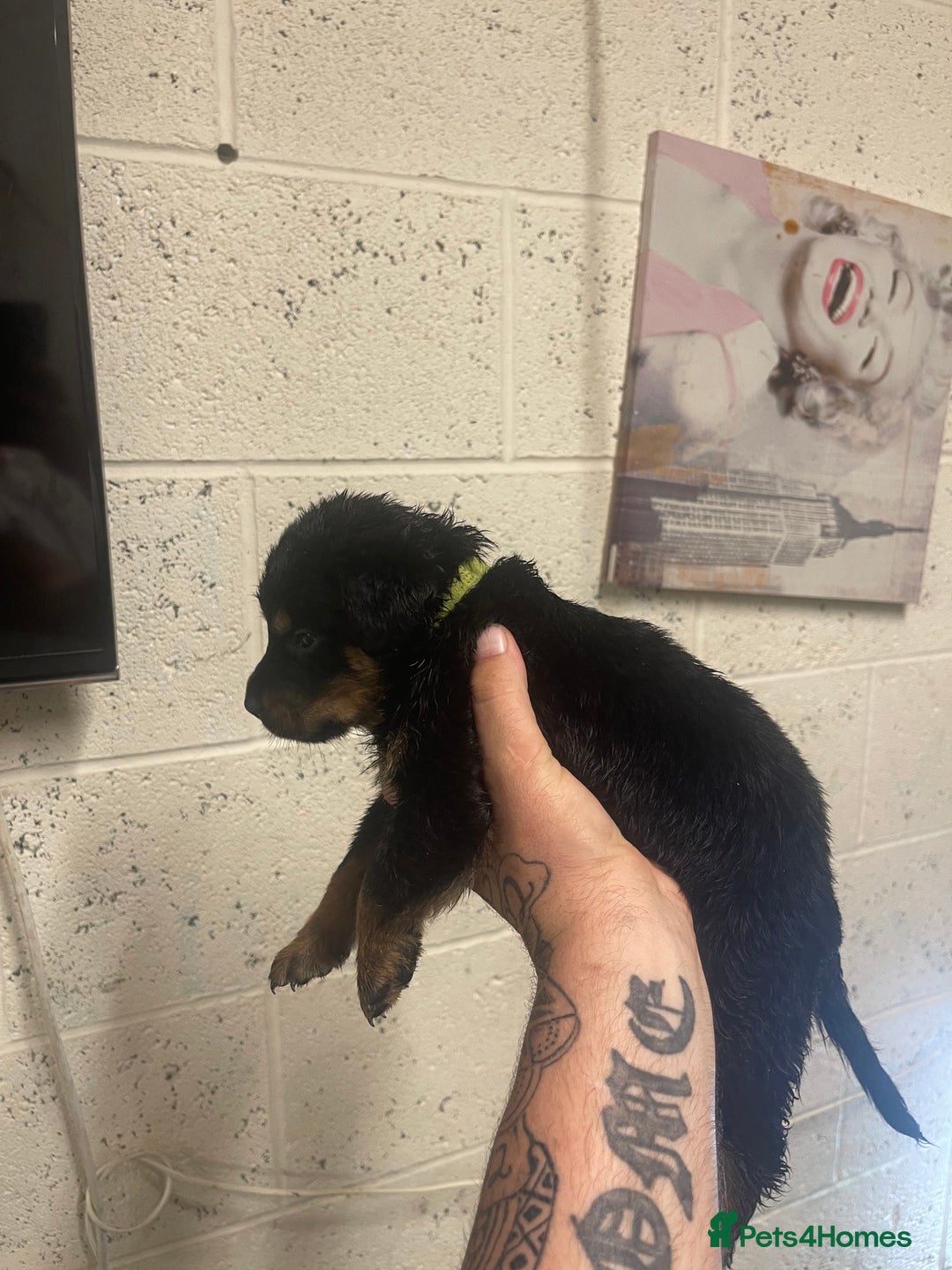 Rottweiler dogs for sale: Rotty/rottweiler puppies - Image 22