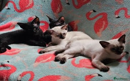 Siamese cats for sale: Siamese X Sphynx kittens - Image 20