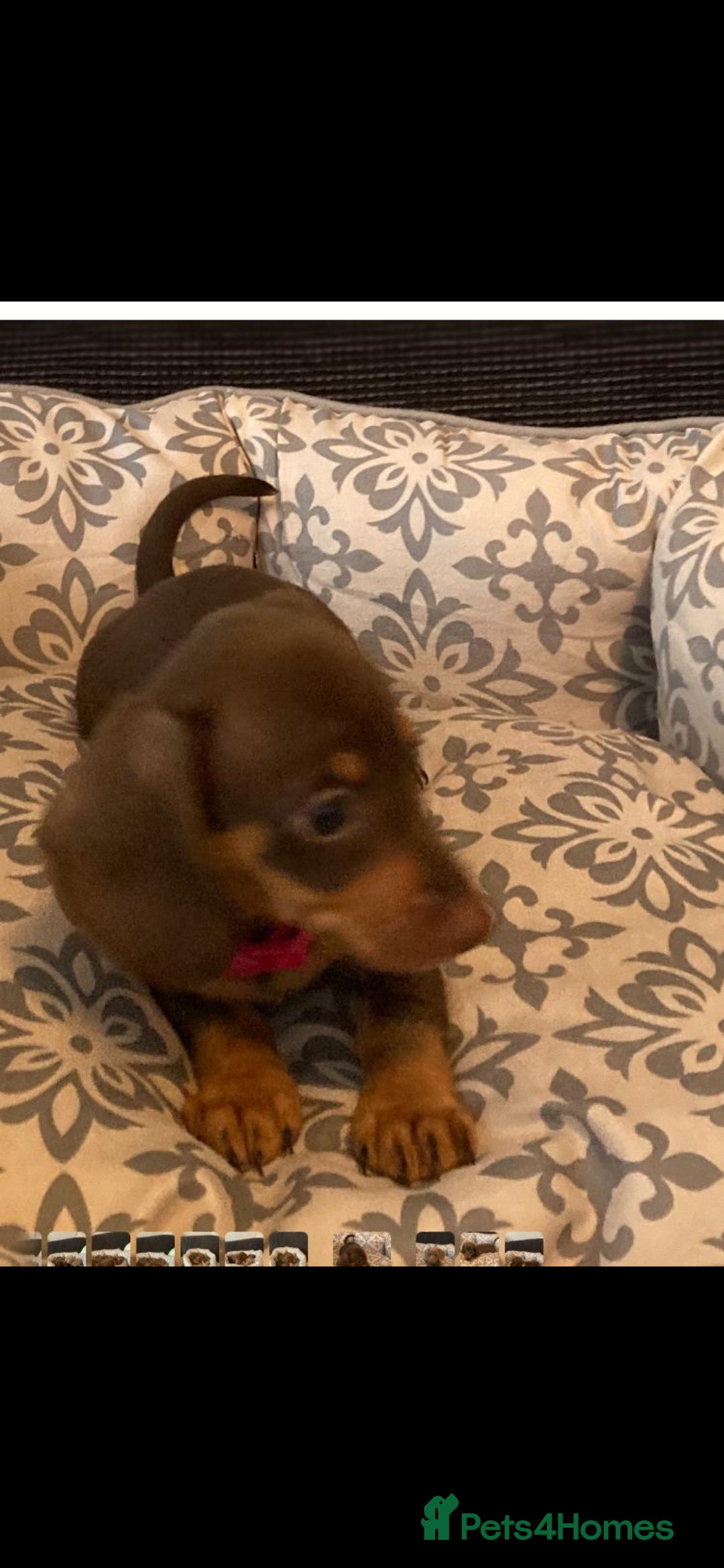 Miniature Dachshund dogs for sale: Mini dachshund  - Image 7
