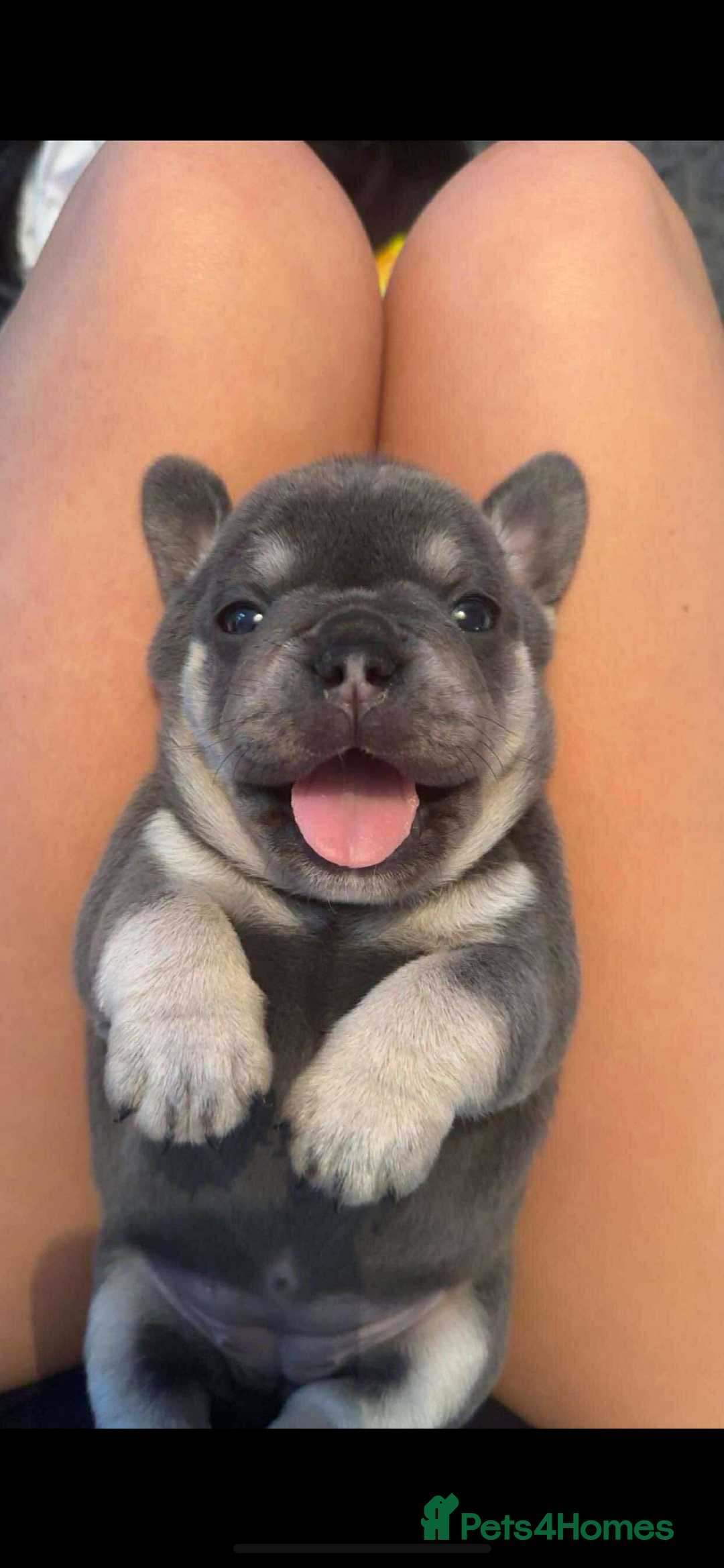 Mixed Breed dogs for sale: Stunning F1 (French x British Bulldog) Puppies - Advert 17