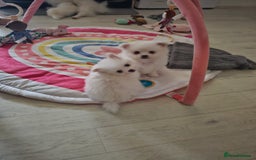 Pomchi dogs for sale: Stunning fluffy babys ready now  - Image 3