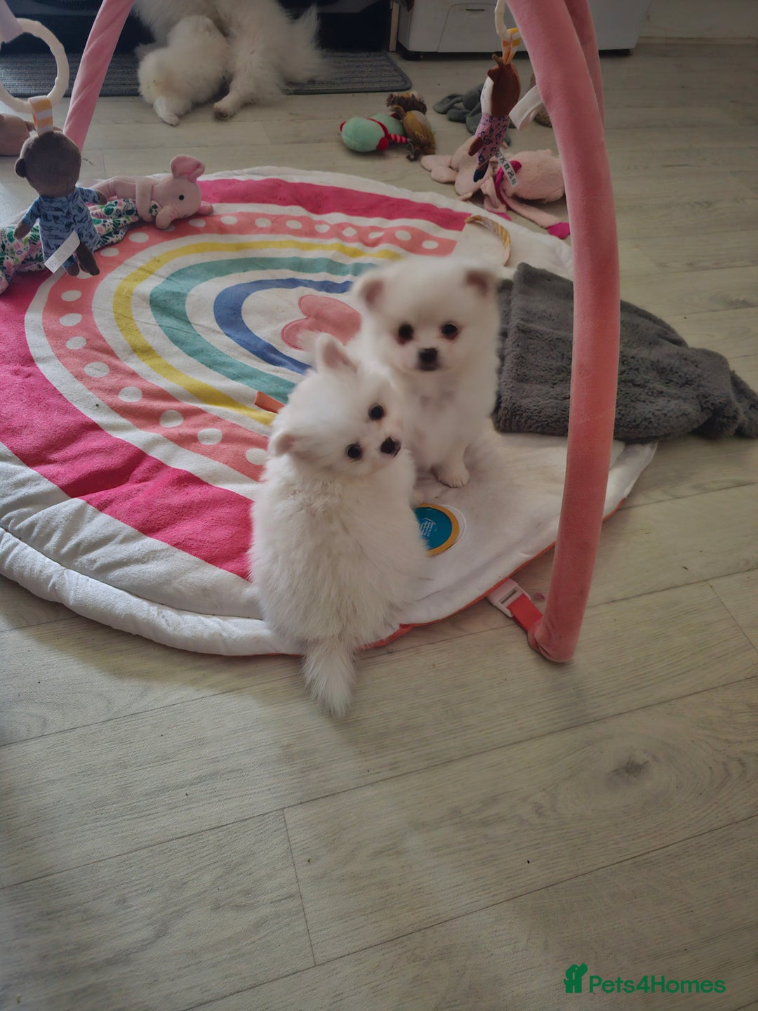 Pomchi dogs for sale: Stunning fluffy babys ready now  - Image 3