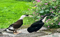 Ducks poultry for sale: Two Runner Ducks (drakes)  - Image 1