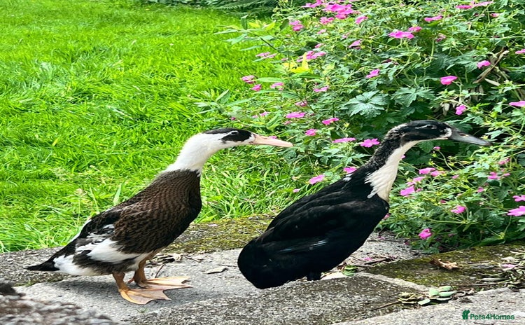 Ducks poultry - Advert 10