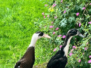 Ducks poultry - Advert 3