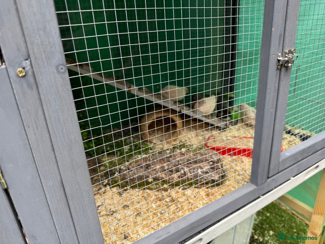 Quail poultry for sale: Full Quail Set-Up with 7 button Quails - Image 6
