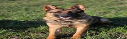German Shepherd dogs for sale: Trained Working Line German Shepherd – Daisy - Advert 1