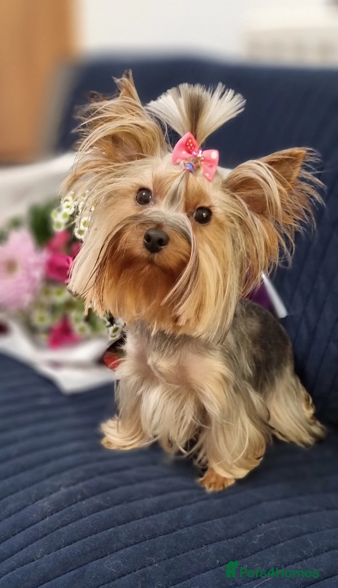 Yorkshire Terrier dogs for sale: Adorable pappy girl - Advert 10