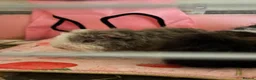 Guinea Pig rodents for sale: Male Guinea pig (free) - Advert 1