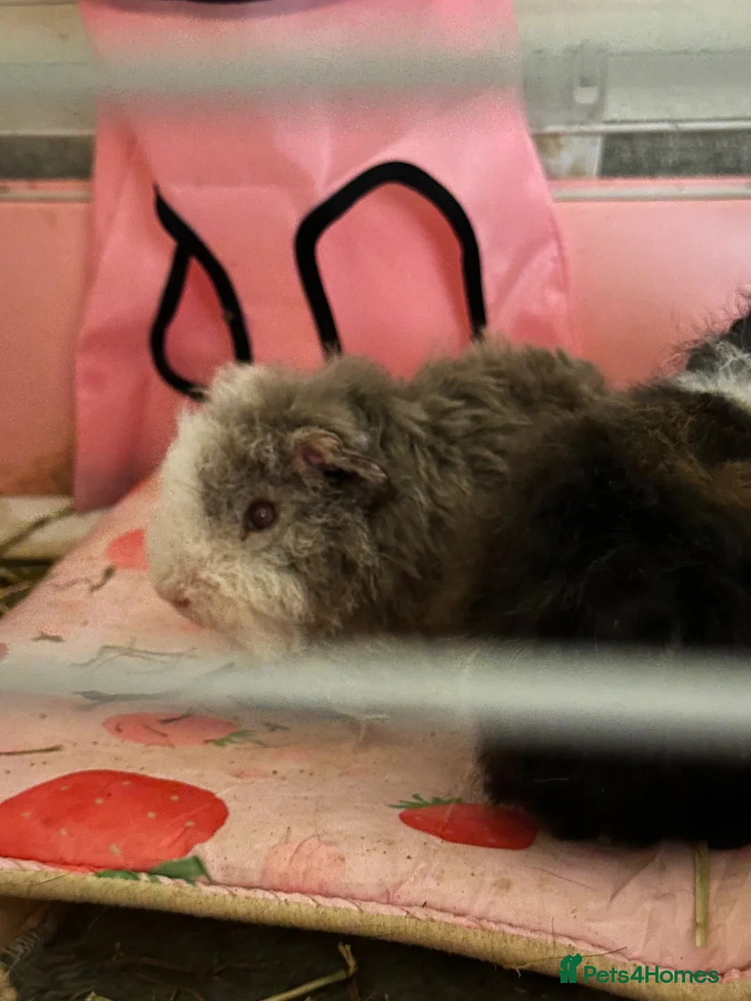 Guinea Pig rodents for sale: Male Guinea pig (free) - Advert 1