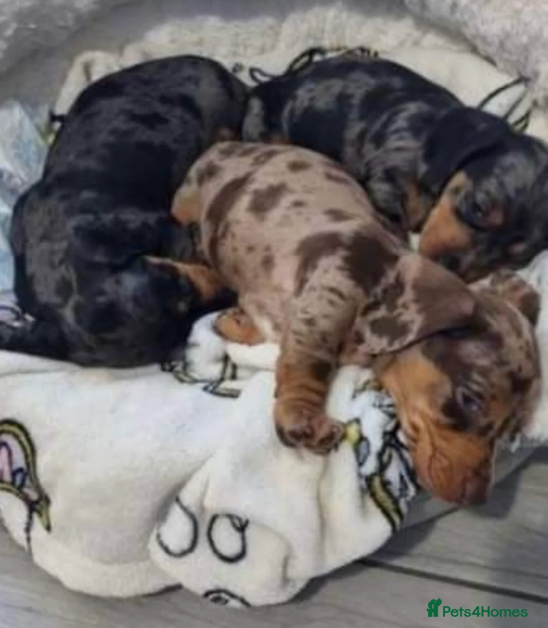 Miniature Dachshund dogs for stud:  Handsome Silver Dapple in Brecon - Advert 13