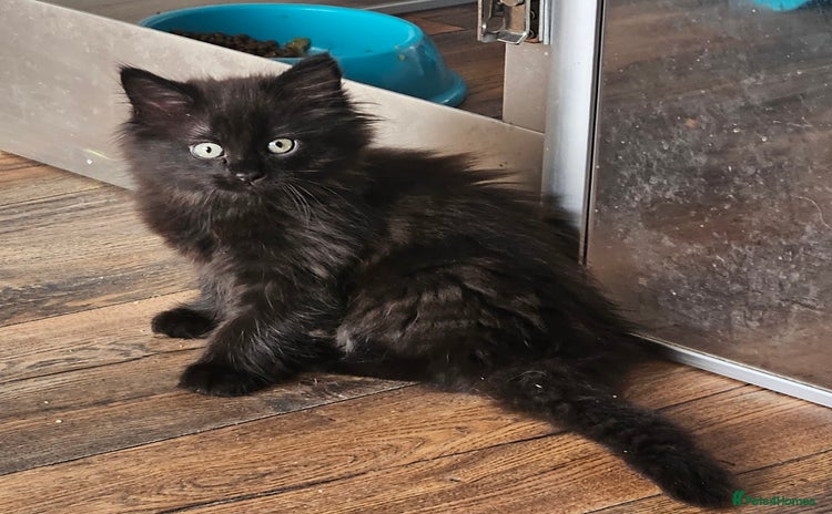 Maine Coon cats - Advert 1
