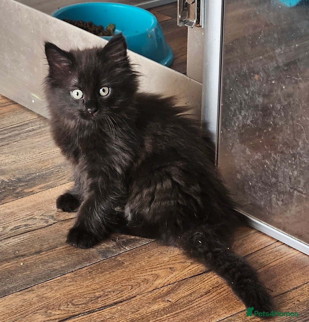 Maine Coon cats for sale: Fantastic XL Main Coons  - Image 1