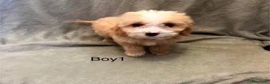Cockapoo Puppy 1