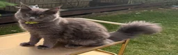 Maine Coon cats for sale: Maine Coon - Advert 6