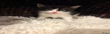 Mixed Breed Kitten 2