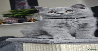 British Shorthair cats - Advert 5