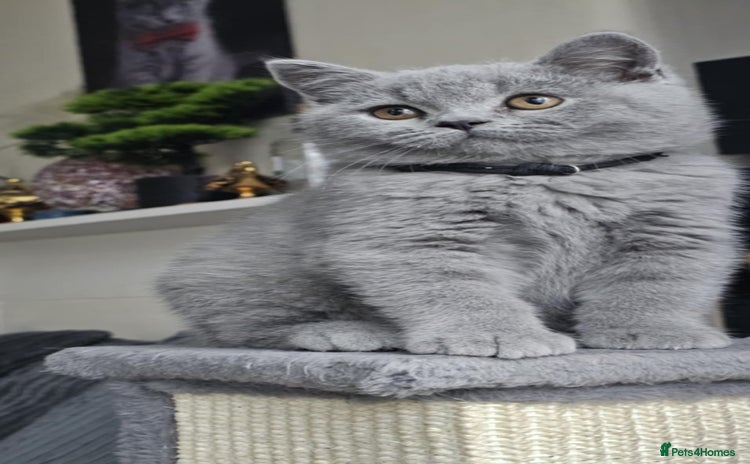 British Shorthair cats - Advert 1