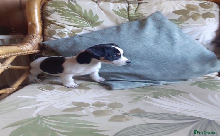 Jack Russell dogs - Advert 2