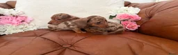 Miniature Dachshund dogs for sale: Beautiful Miniature Dachshund Dapples & Cream  - Advert 8