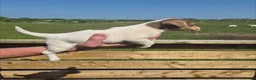 Jack Russell dogs for sale: Miniature Jack Russell puppies  - Advert 5