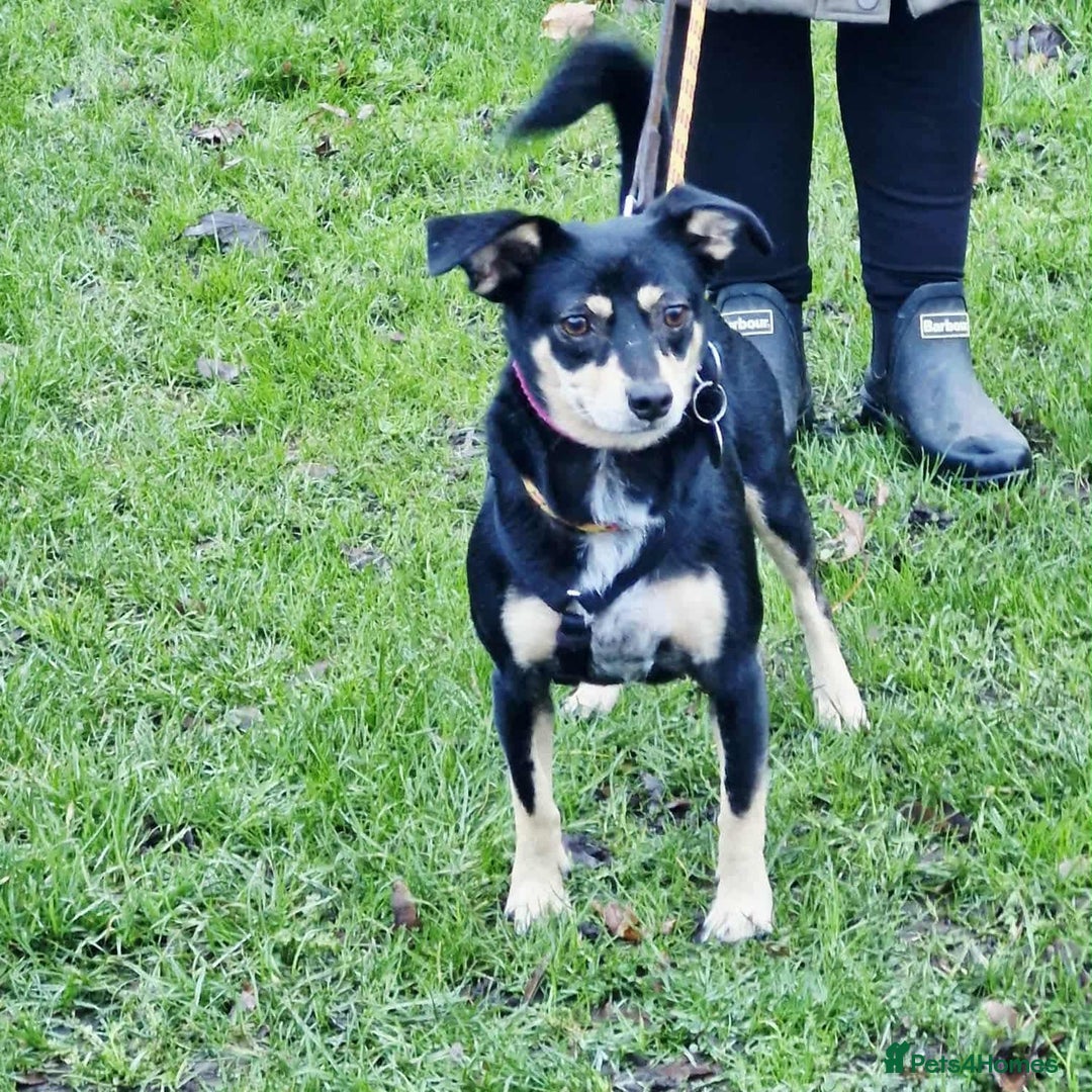 Mixed Breed dogs for adoption: Sweet Sophie  - Advert 1