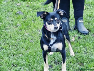 Mixed Breed dogs Sweet Sophie - Advert 1