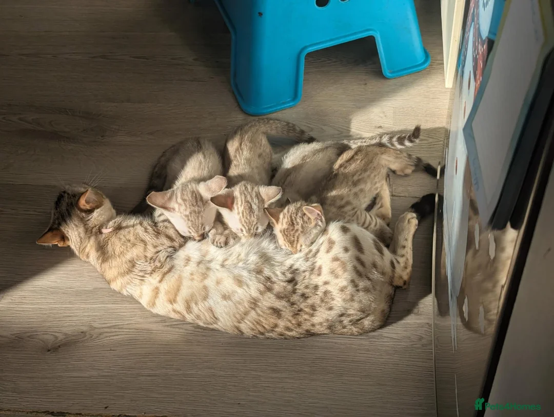 Bengal cats for sale: 4 beautiful pure snow bengal kitten - Advert 2
