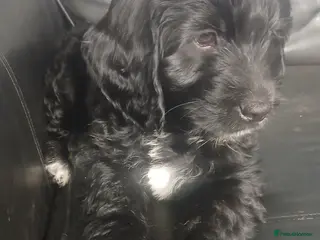 Mixed Breed dogs Ready Gorgeous Cockapoo x Gold Retriever x pups - Advert 4