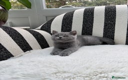 British Shorthair cats for sale: British Shorthair Kittens  - Image 1