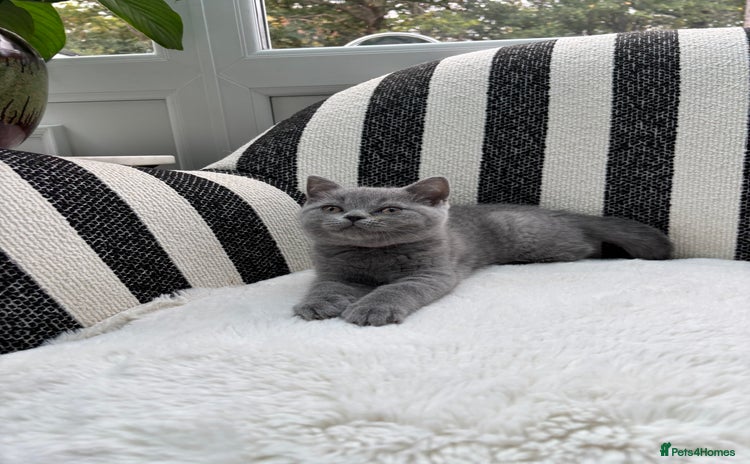 British Shorthair cats - Advert 2
