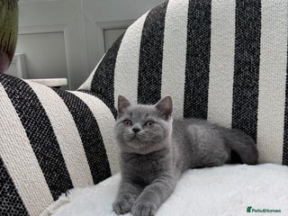 British Shorthair cats - Advert 25