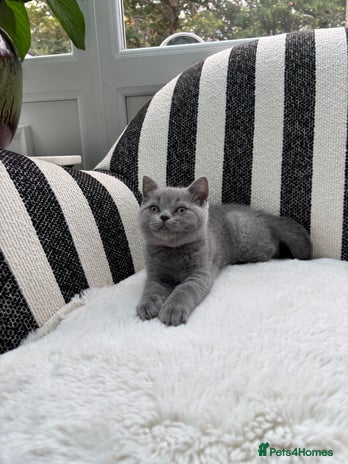 British Shorthair cats - Advert 2