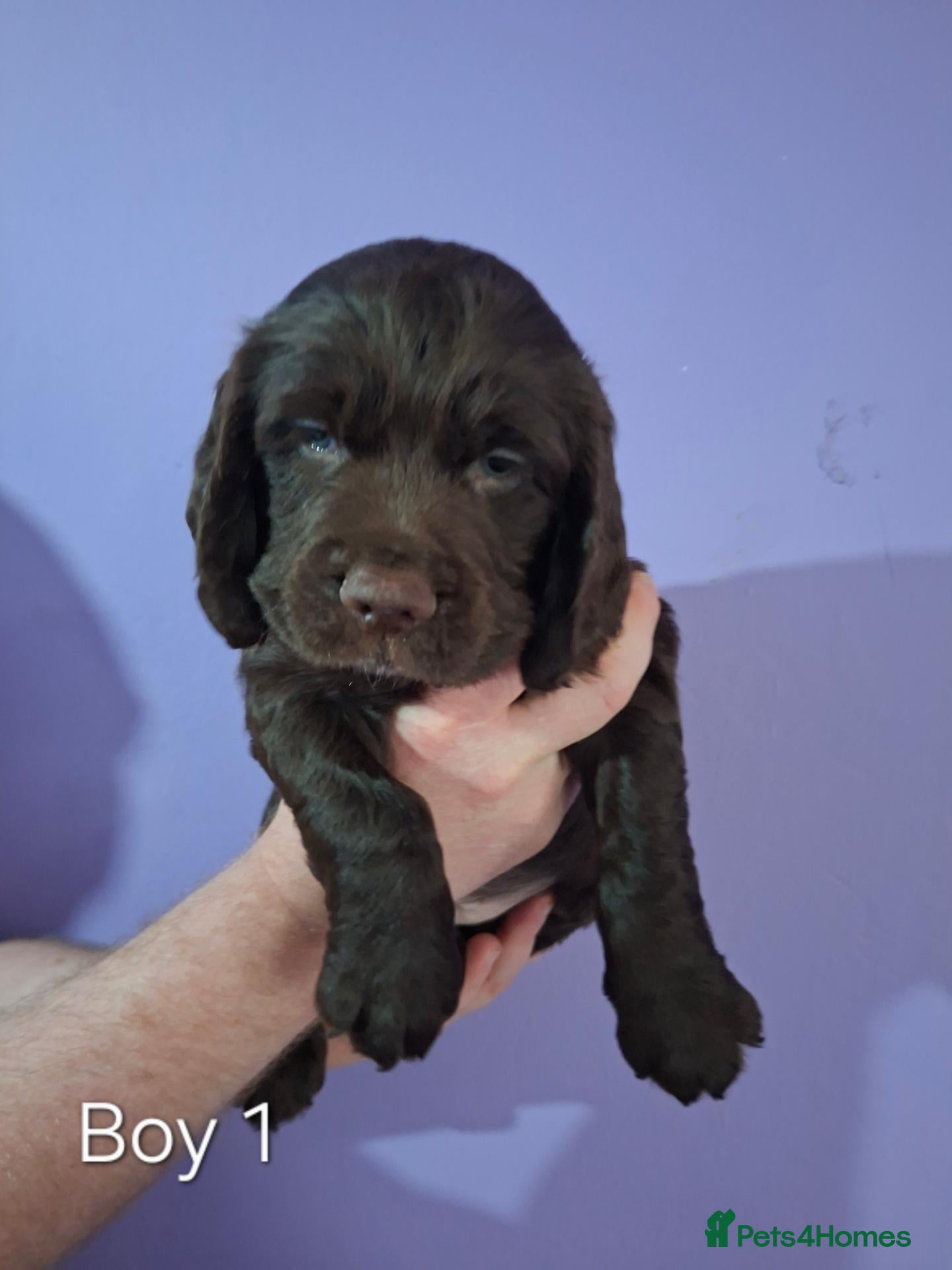 Cocker Spaniel dogs for sale: 5 Beautiful Cocker Spaniel puppies - Advert 2