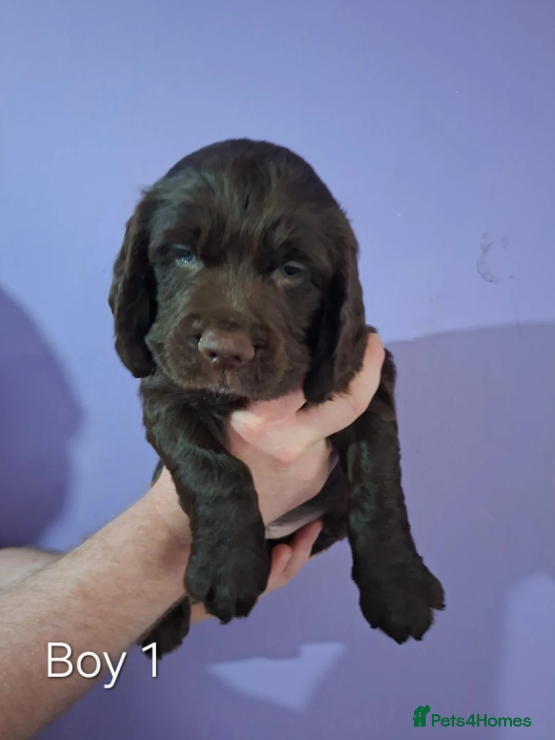 Cocker Spaniel dogs for sale: 5 Beautiful Cocker Spaniel puppies - Advert 2
