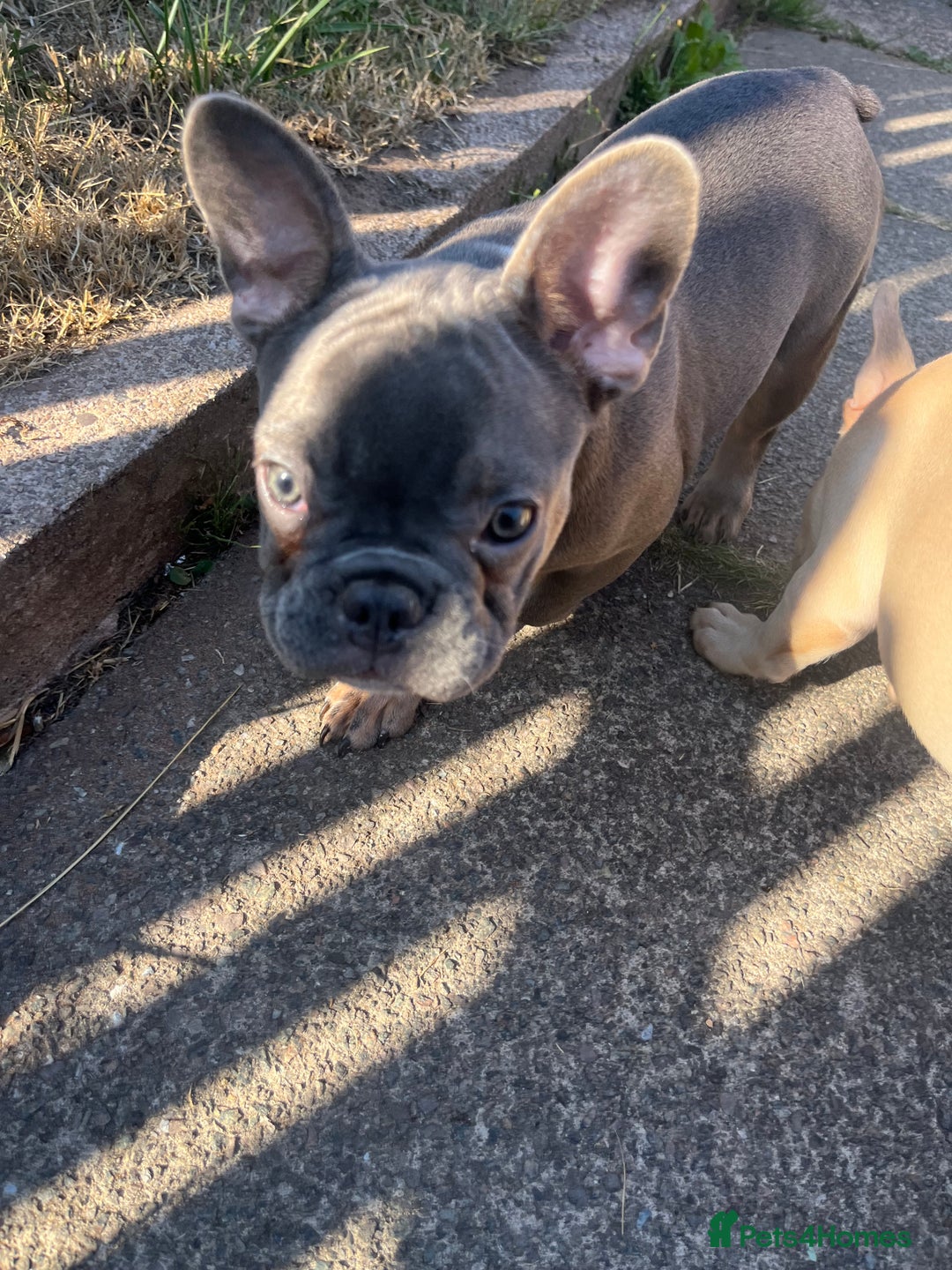 French Bulldog dogs for sale: 🚨🚨adorable Frenchie pups, cheapest prices 🚨🚨 - Image 35