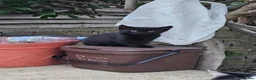 Domestic Shorthair cats for sale: Kittens  - Advert 26