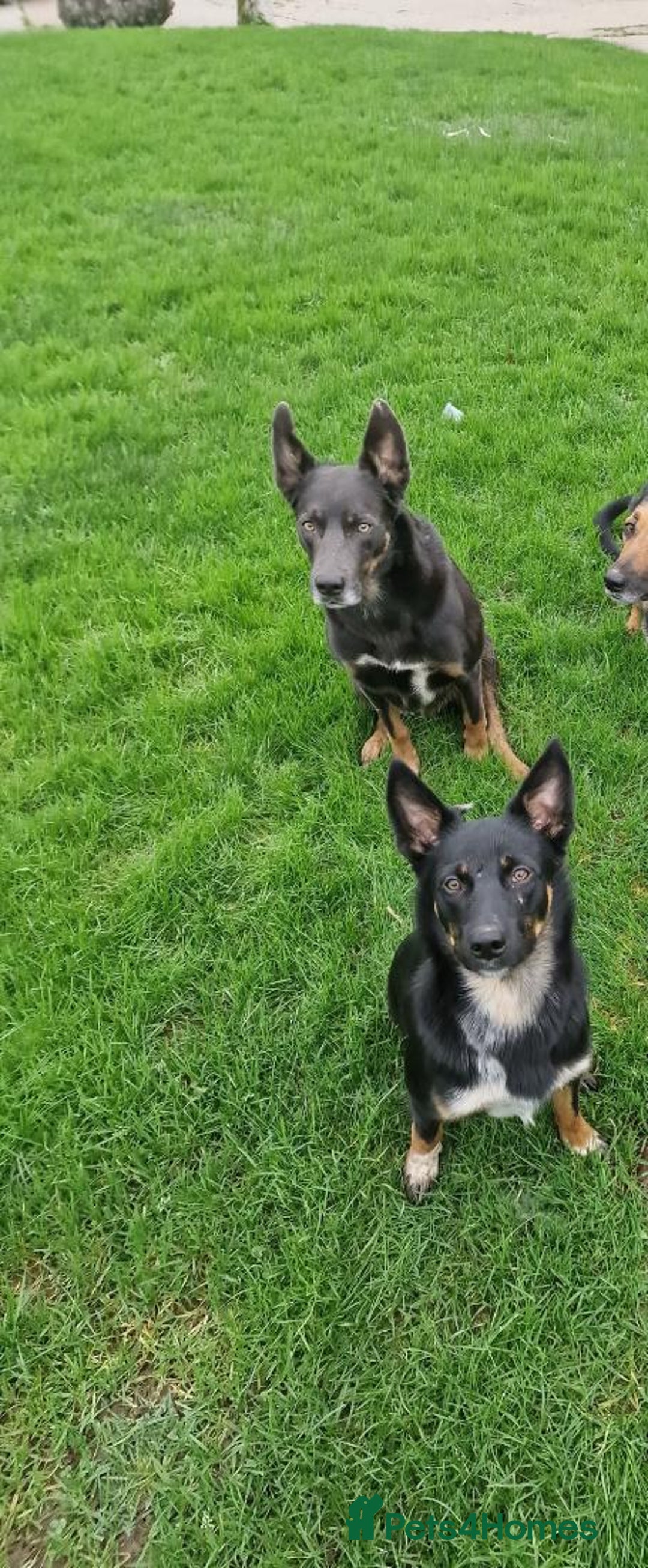 Australian Kelpie dogs for sale: Working kelpie puppies  - Image 7