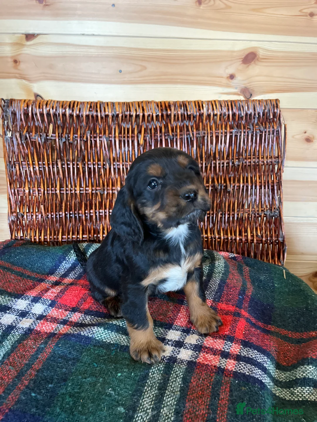 Cocker Spaniel dogs for sale: cocker spaniels - Advert 5