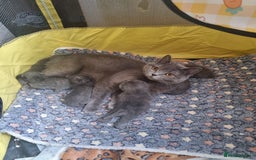 British Shorthair cats for sale: British Shorthair Kittens - Image 14
