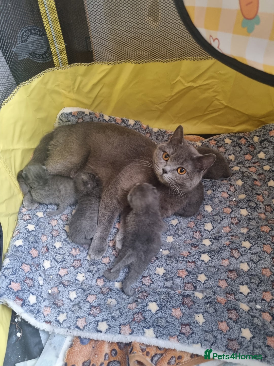 British Shorthair cats for sale: British Shorthair Kittens - Image 14