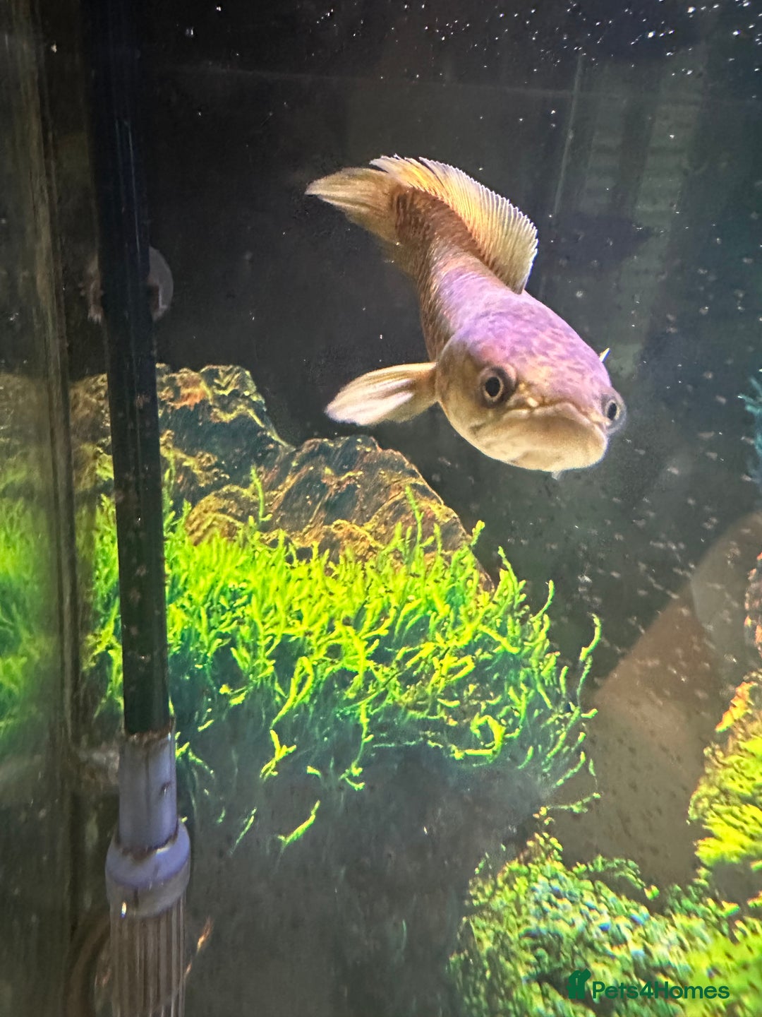 Cichlids fish for sale: Tropical fish  - Image 21